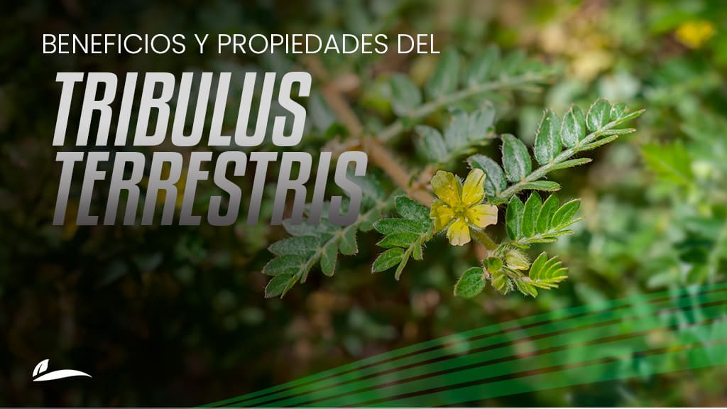 Banner Beneficios y propiedades del tribulus terrestris